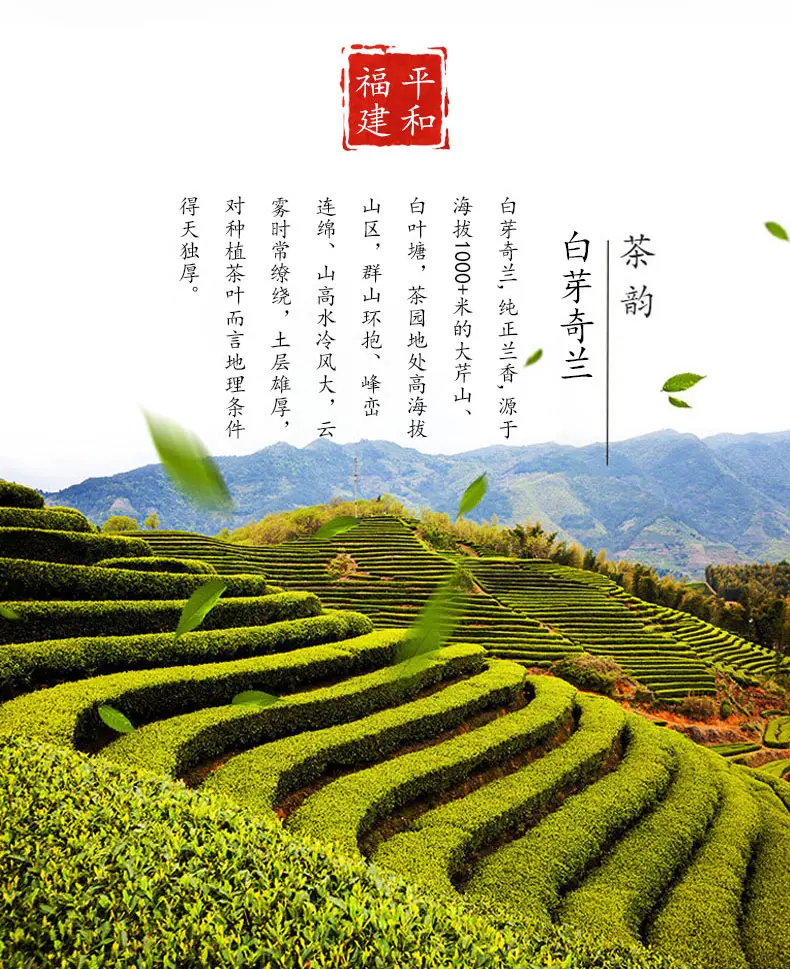 白芽奇兰茶传统手工采摘过程